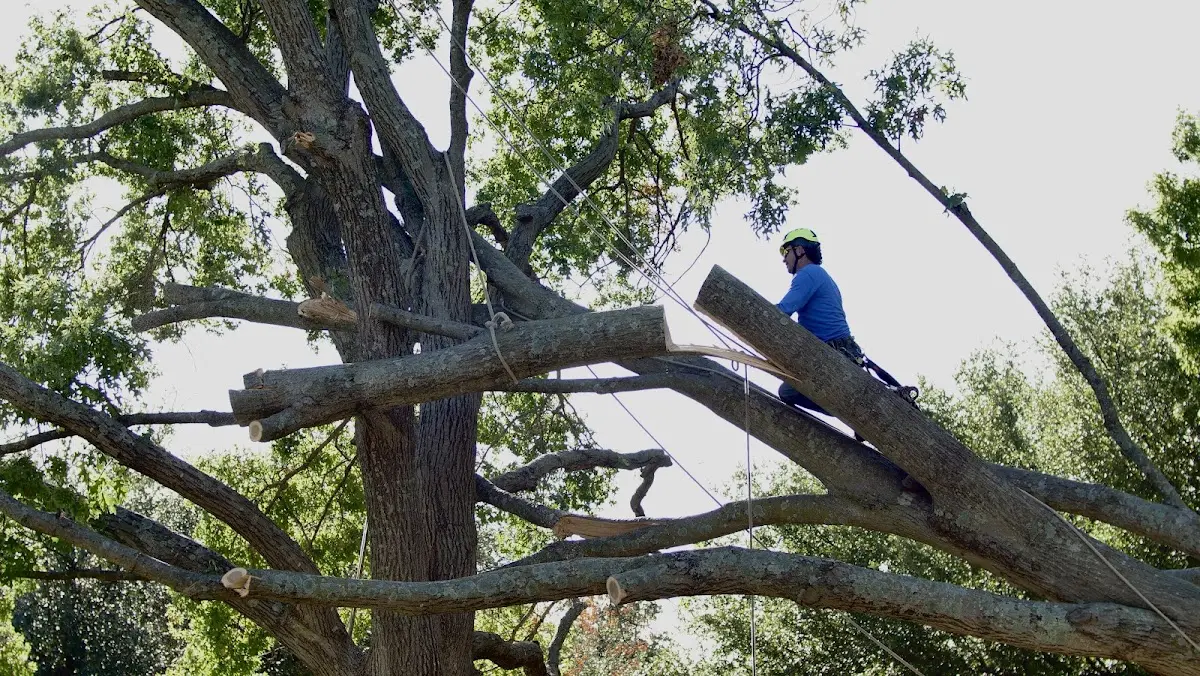 Professional Crown Thinning performed by certified arborists in Brownsville